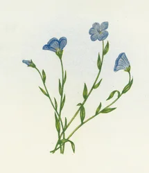 Narrow-Leaved Pale Flax
